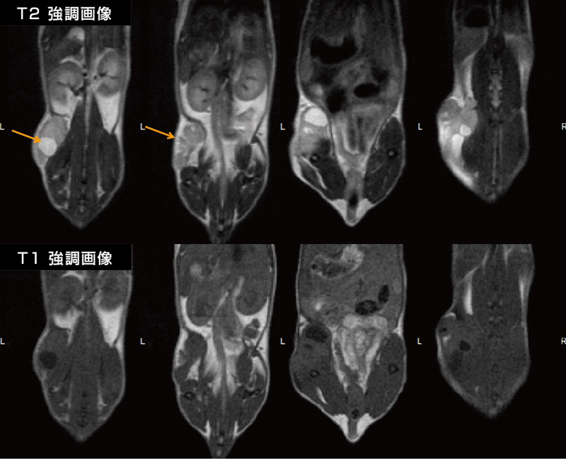 実験小動物用 高性能コンパクトmri システム Mシリーズ M3 M5 M7 Aspect Imaging プライムテック株式会社