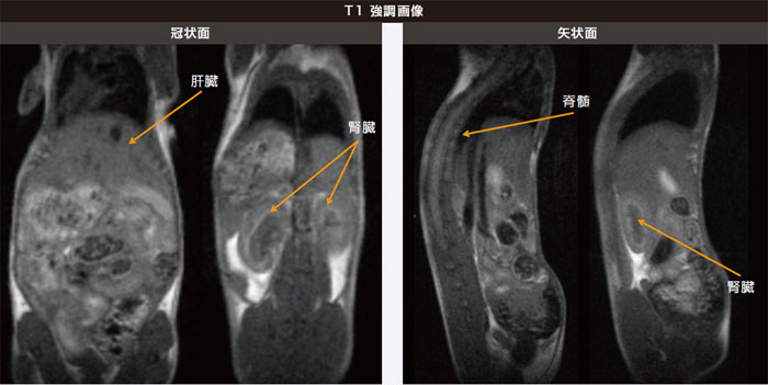 腹部臓器 ( 正常マウス)