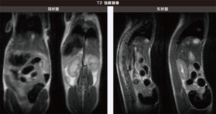 腹部臓器 ( 正常マウス)