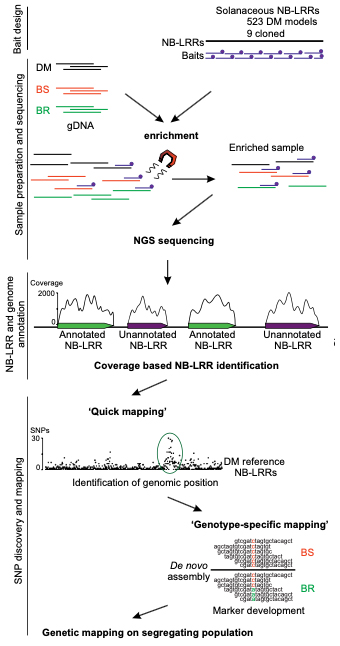 REN-Seq-Workflow