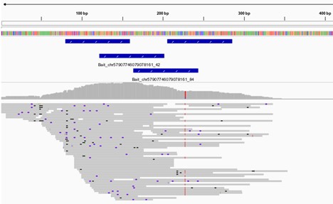 ヒトgDNAライブラリを濃縮して得られたNGSリードをhg38リファレンスゲノムにアラインし、可視化した例