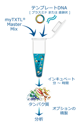 無細胞タンパク質発現キット Mytxtl Arbor Biosciences プライムテック株式会社