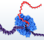 抗体・ジスルフィド結合用無細胞タンパク質発現 myTXTL Antibody/DS Kit 