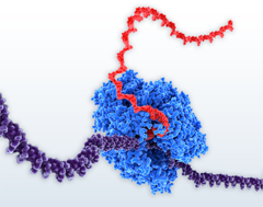 抗体・ジスルフィド結合用無細胞タンパク質発現 myTXTL Antibody/DS Kit