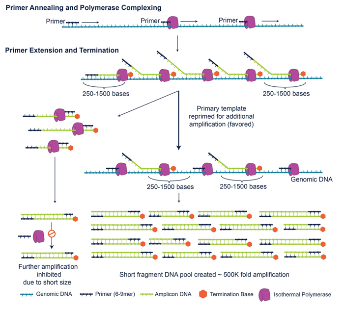 図. Primary Template-directed Amplification（PTA）の模式図