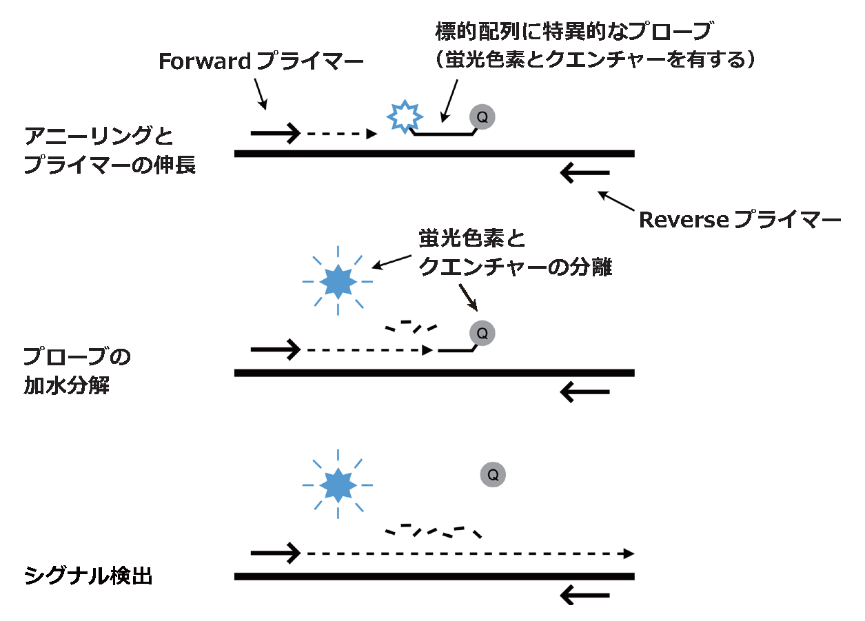 加水分解プローブ解説図