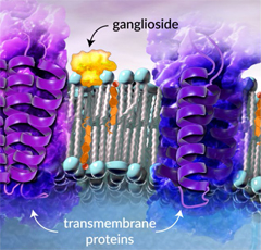 糖鎖生物学研究用試薬