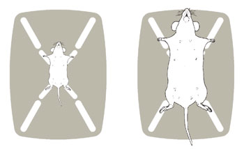 実験小動物用 保温 バイタルサインモニター Rodent Surgical Monitor Indus Instruments プライムテック株式会社