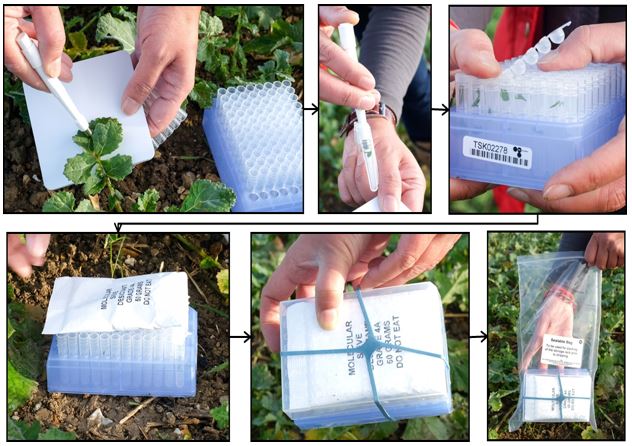 BioArk Leaf キットを利用した、サンプル採取の様子イメージ写真