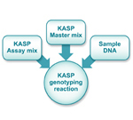 SNP・InDel 解析PCR試薬 KASP™ジェノタイピングアッセイ