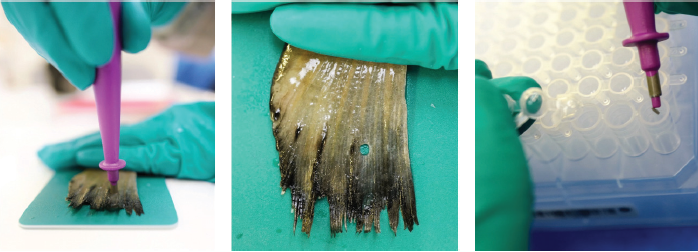 BioArk Fish キットを利用した、サンプル採取の様子(パンチと収集)