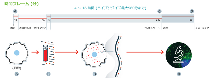 Stellaris RNA FISHの手順