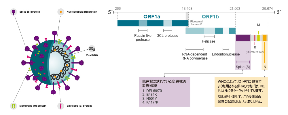 SARS-CoV-2_variants