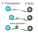 BHQ<sup>®</sup>プローブ / qPCRプローブ