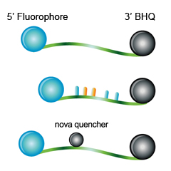 BHQ ® プローブ / qPCRプローブ