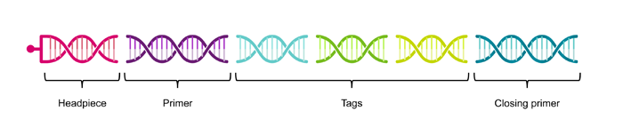 diagram_for_DEL_oligos