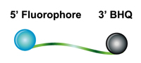 Dual labeled BHQ probe