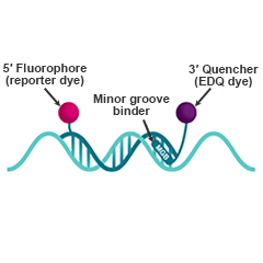 Minor groove binder (MGB) probes