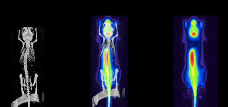 OPTICAL + CT DETECTION IDENTIFICATION OF BONE GR OWTH PLATES IN MICE