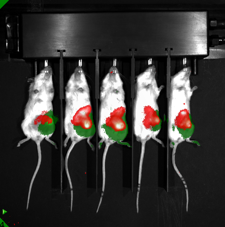 In Vivo発光 蛍光イメージングシステム Lago Ami Ht Kino Spectral Instruments Imaging L L C プライムテック株式会社