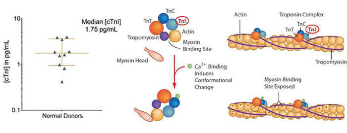 心疾患マーカー：cTnI ( 心筋トロポニンI, Cardiac Troponin I ) アッセイ