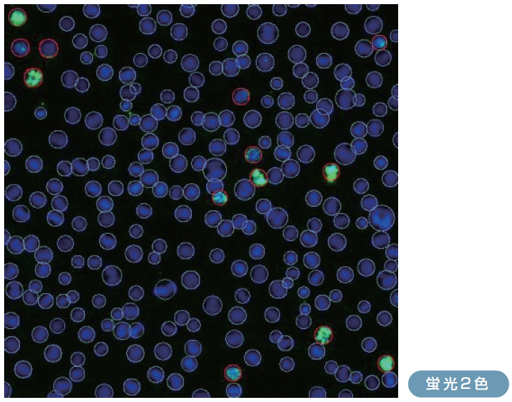 M期細胞の検出