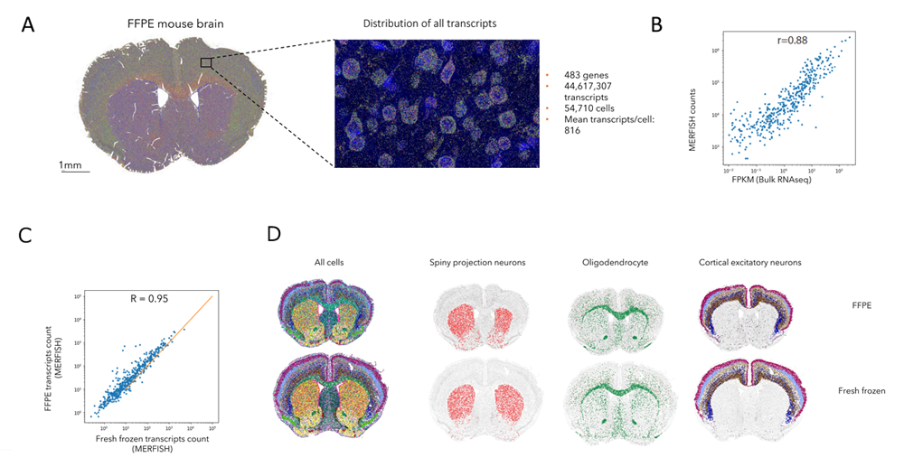 FFPEマウス脳切片の in situ シングルセルトランスクリプトーム・イメージング