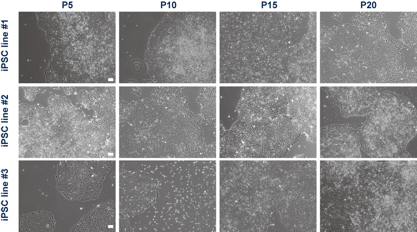 ヒトips細胞用細胞培養プレート mymatrix ipsc denovomatrix gmbh プライムテック株式会社