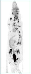 18F-FDG ラット 脳腫瘍転移の検出