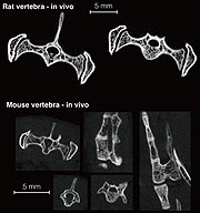 ラット・マウス脊椎骨