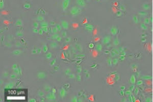 CELLCYTE 3
