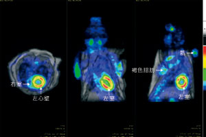  in vivo マルチモダリティイメージングシステム