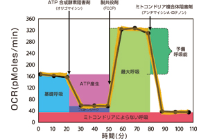 細胞外フラックスアナライザー